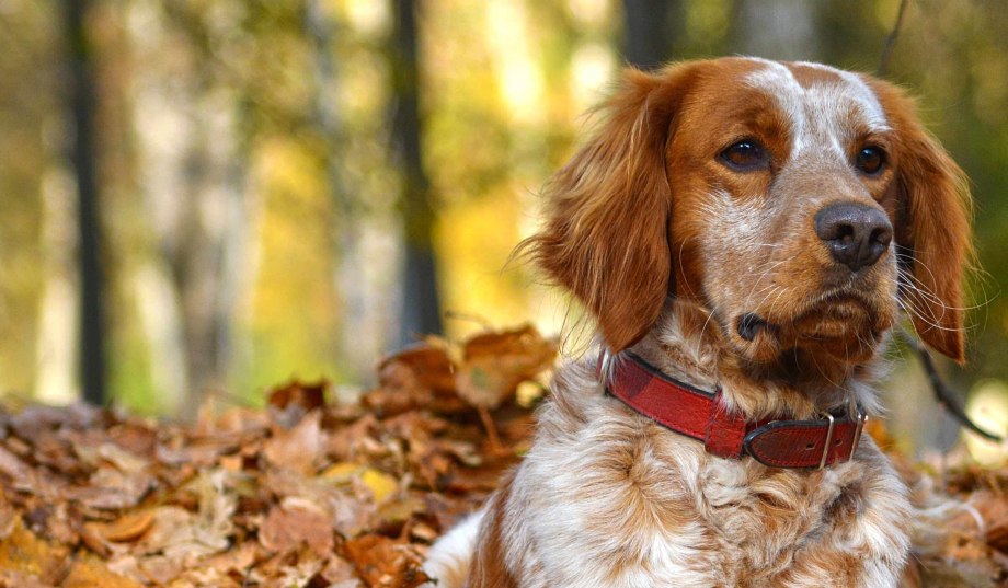 Brittany Dog