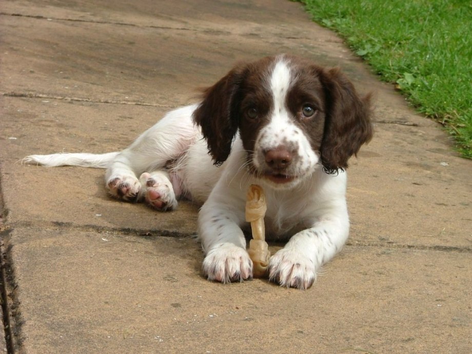 Old English Springer Spaniel