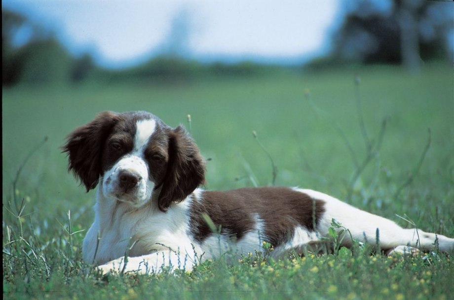 Brittany Dog