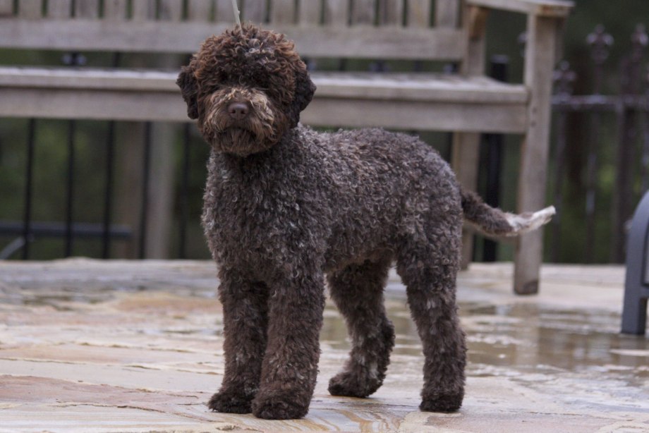 Lagotto Romagnolo собака