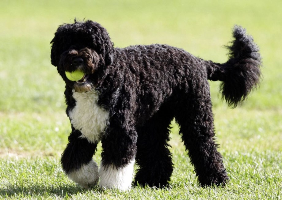Spaniard Dog