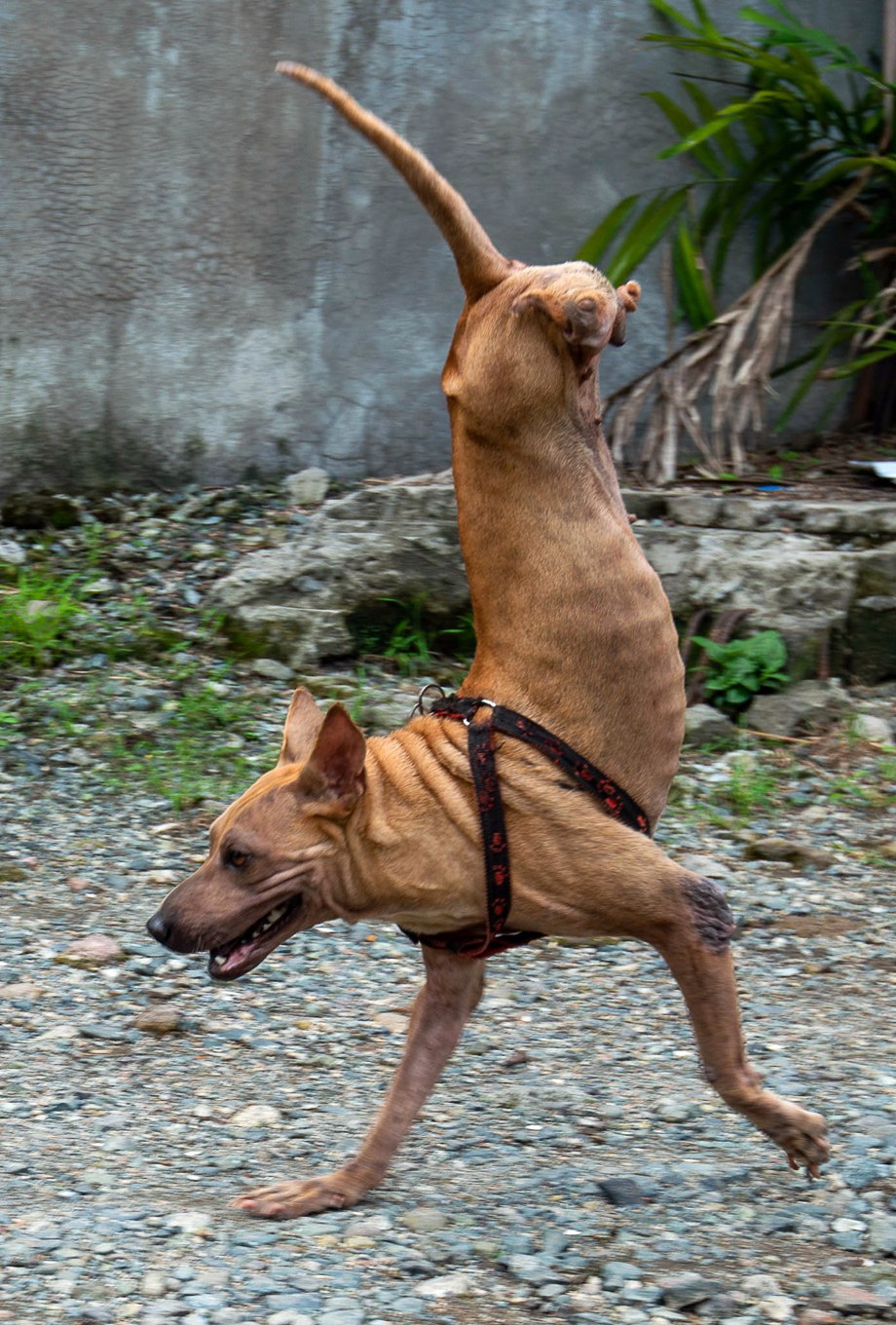 Собака без передних ног