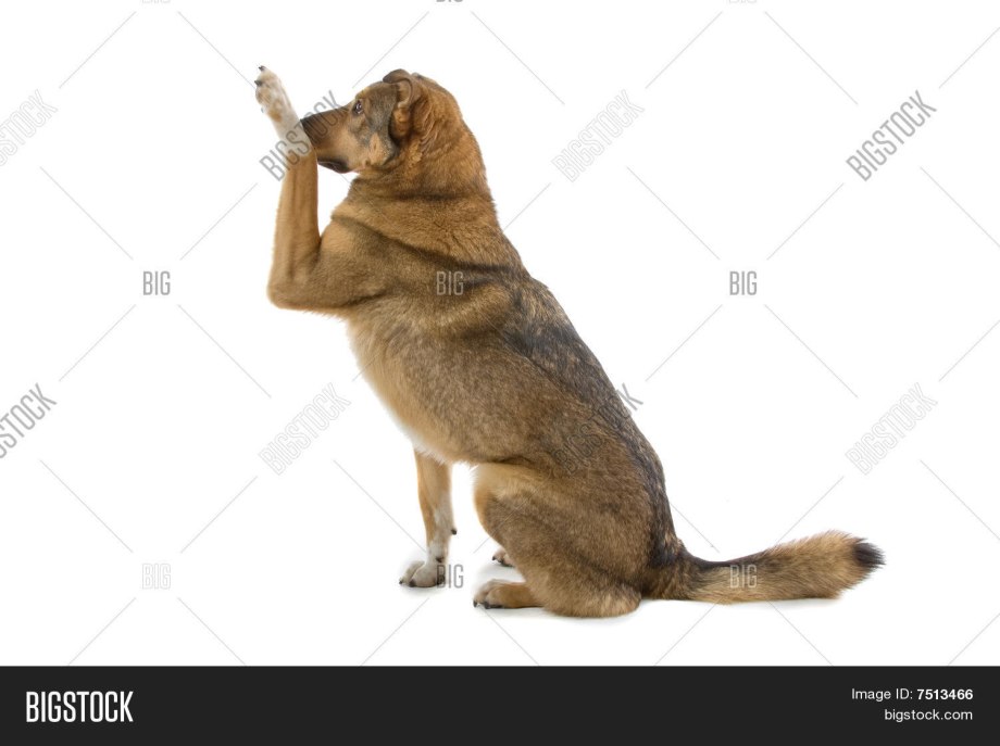 Собака сидит вид сбоку