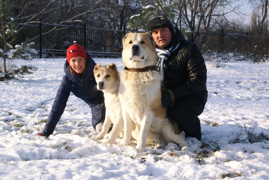 Бернский зенненхунд бежит