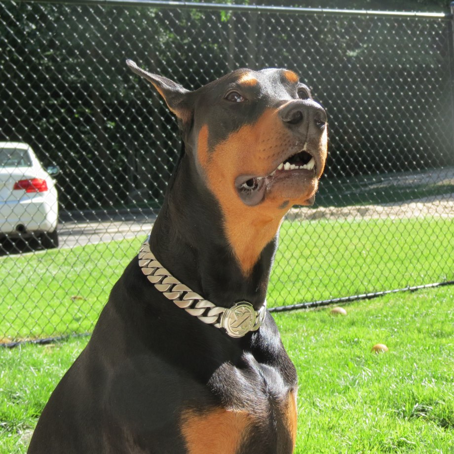 Doberman Dogtra Collar