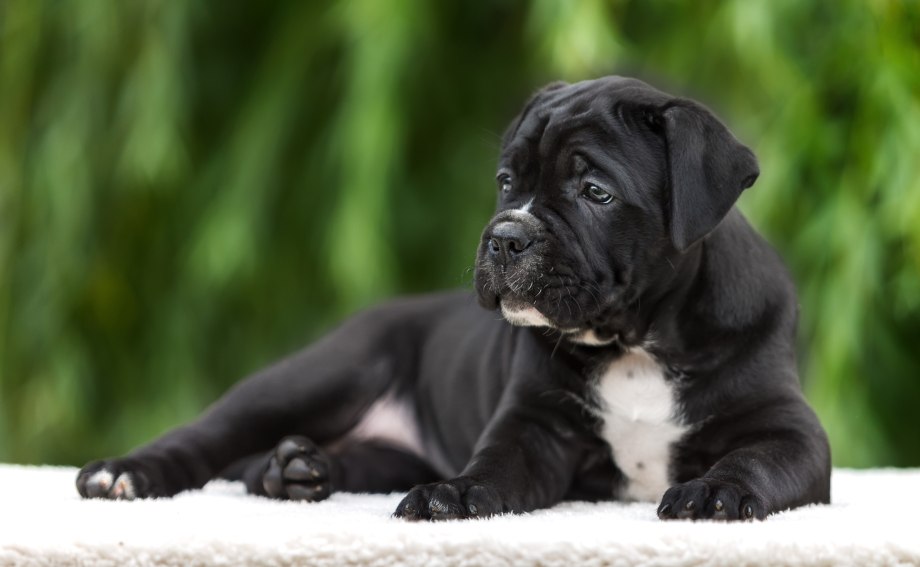 Кане Корсо (Cane Corso)