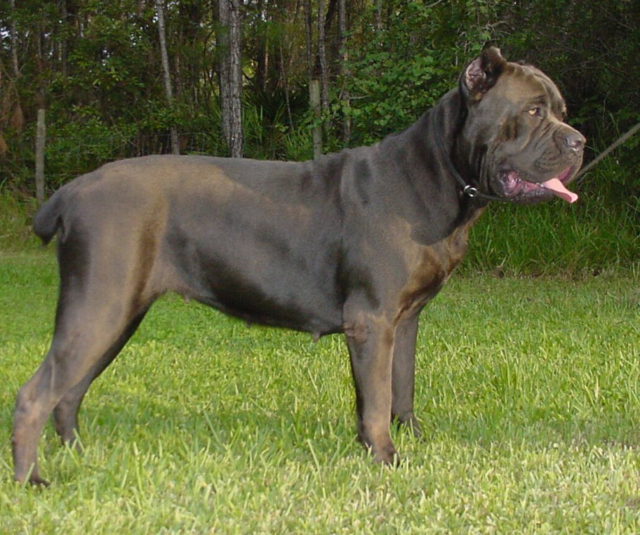 Кане Корсо (Cane Corso)