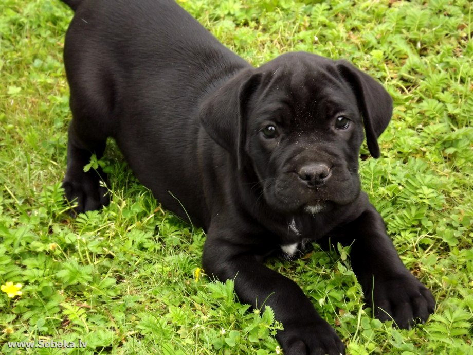 Кане Корсо (Cane Corso)