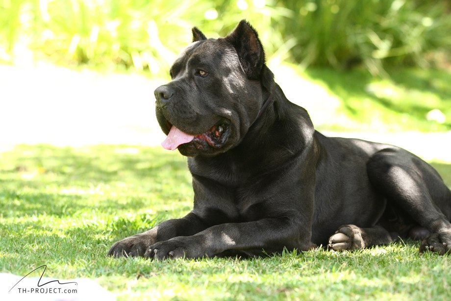 Кане Корсо (Cane Corso)