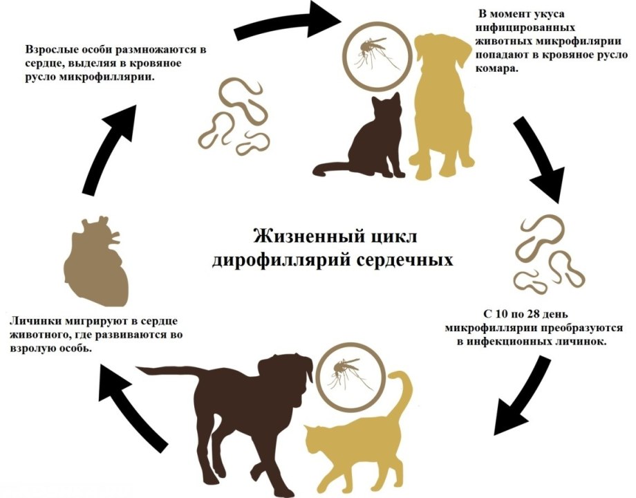 Цикл заражения дирофиляриозом у собак