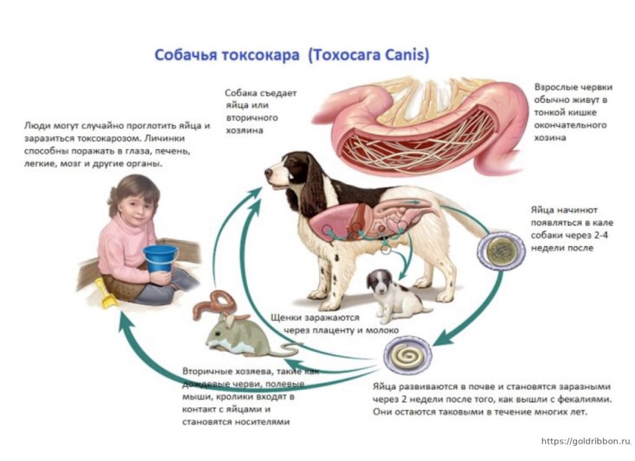 Токсокара жизненный цикл