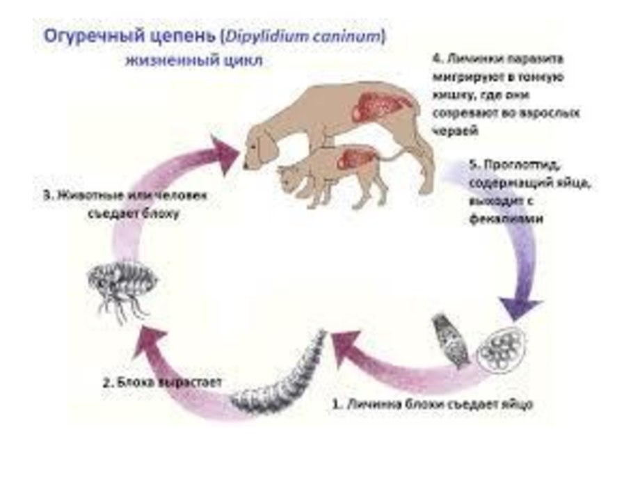 Дирофиляриоз жизненный цикл