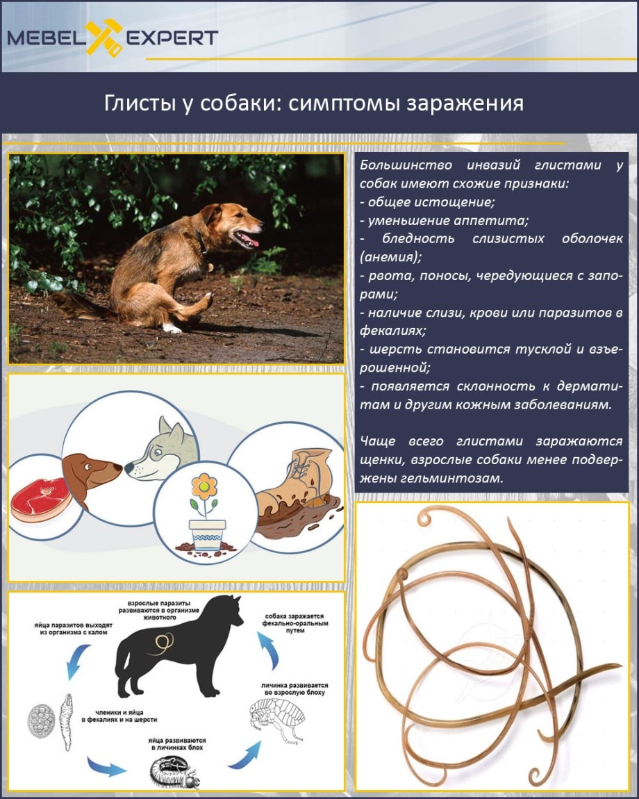 Жизненный цикл гельминтов схема