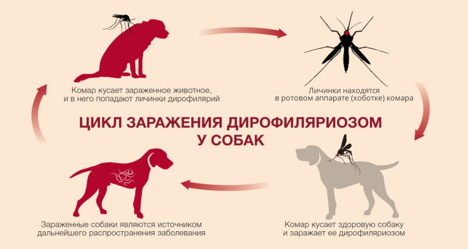 Дипилидиоз собак цикл развития