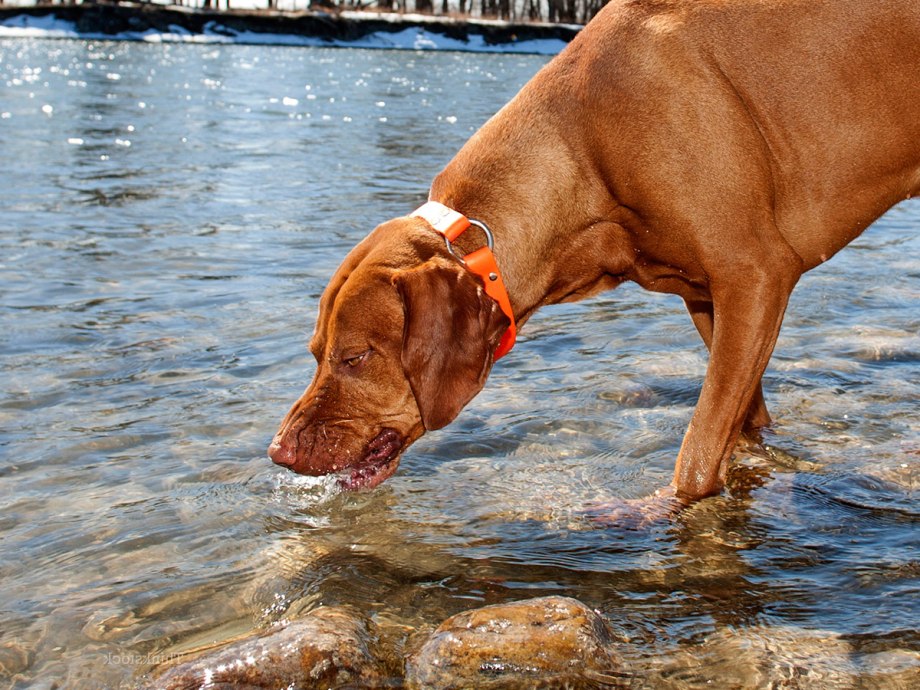 Глисты Toxocara canis у собаки