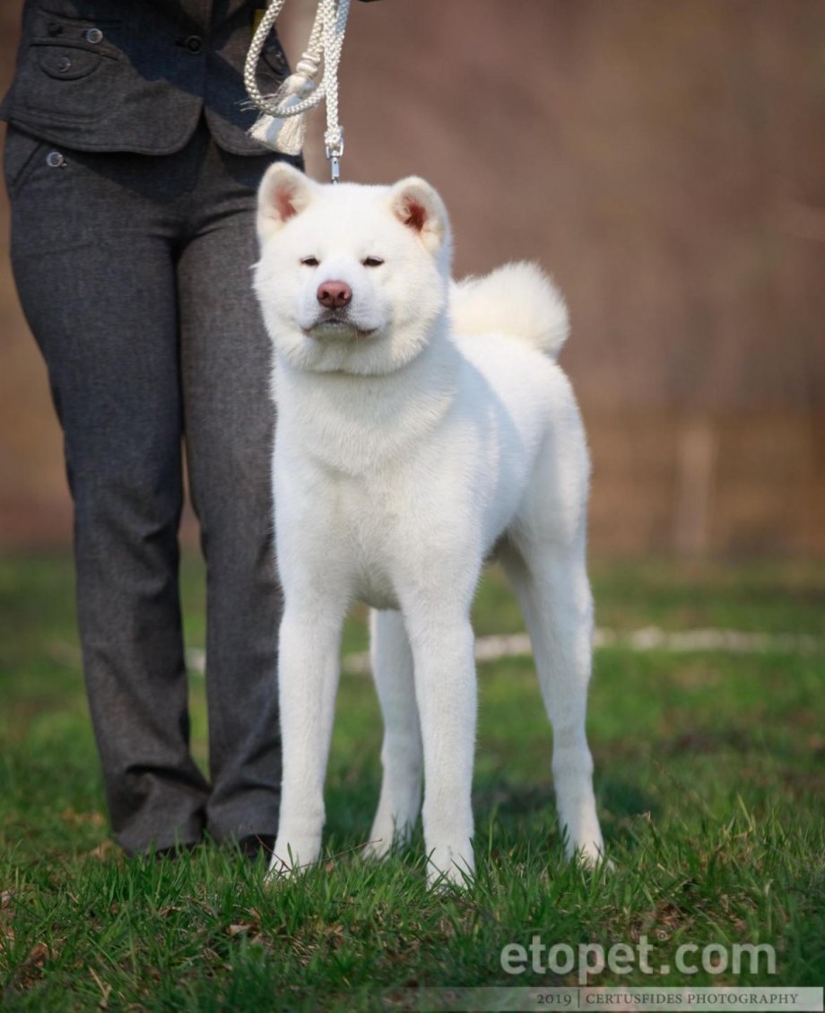 Canis Lupus familiaris