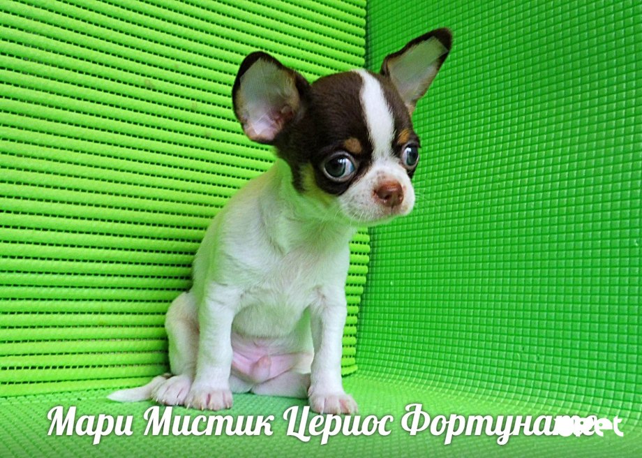 Чихуахуа кобби голубой