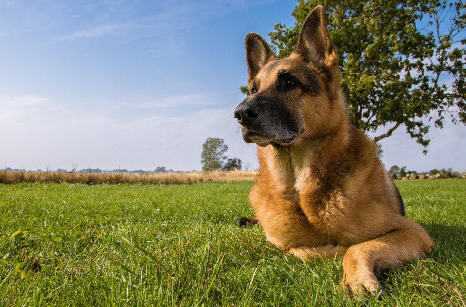 German Shepherd немецкая овчарка