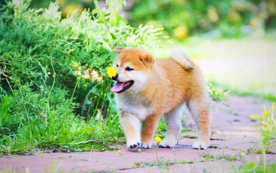 Шибу ину коин