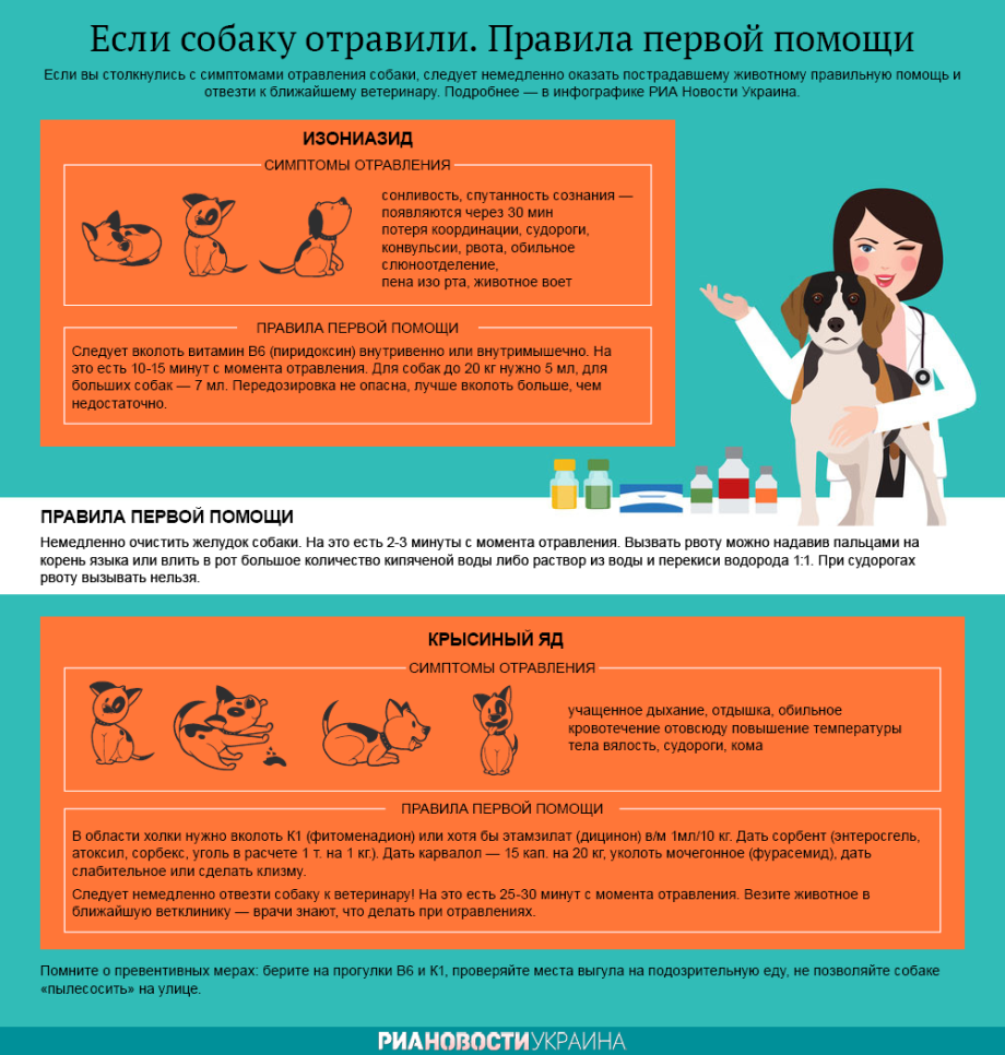 Рвота пена изо рта. При отравлении собаки. Первая помощь при отравлении собаки. Отравление у собаки симптомы. Памятка при отравлении собаки.