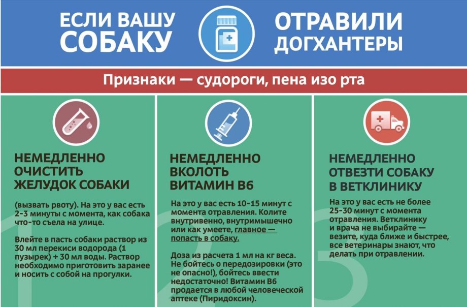Отравление собаки тубазидом симптомы