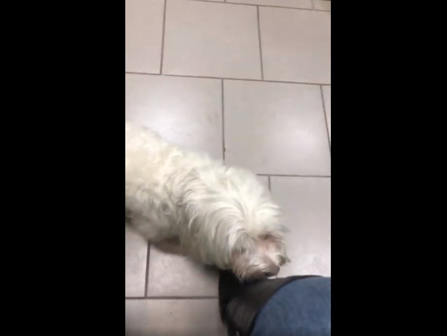 Собака пристроилась к ноге