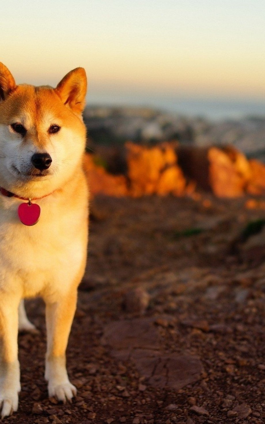 Акита ину Doge