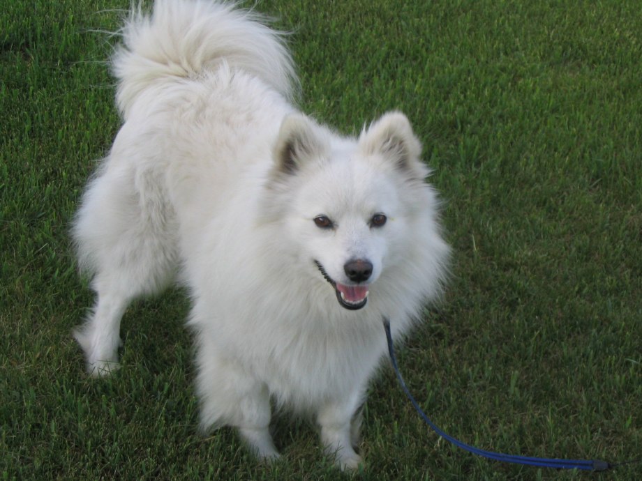 American Eskimo