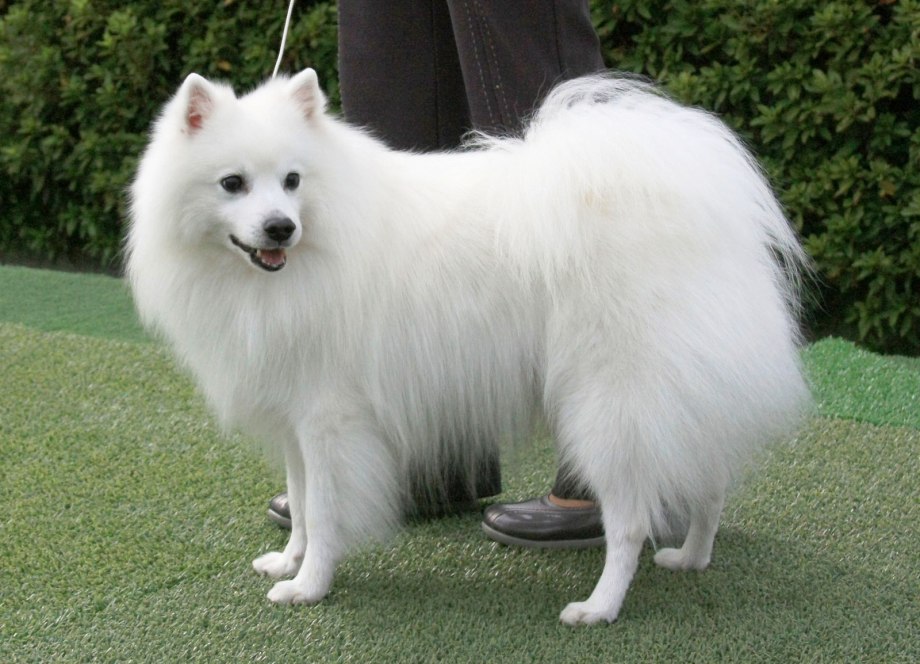 Американский Эскимос кий шпиц