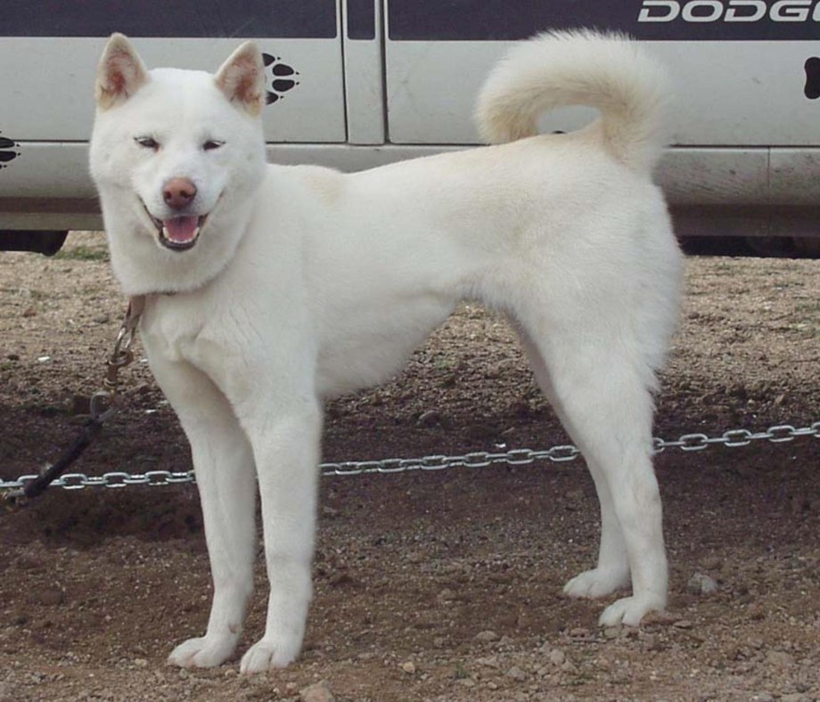 Корейский Чиндо (Джиндо)