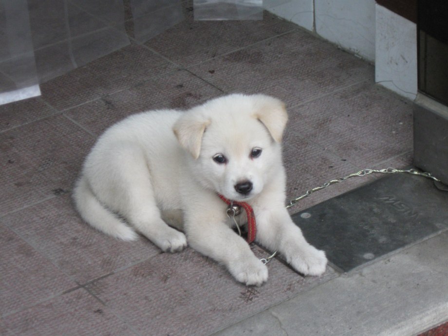 Hatsuun Jindo