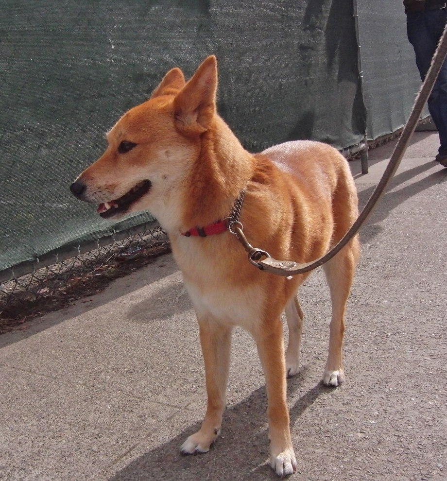 Jindo, 2002