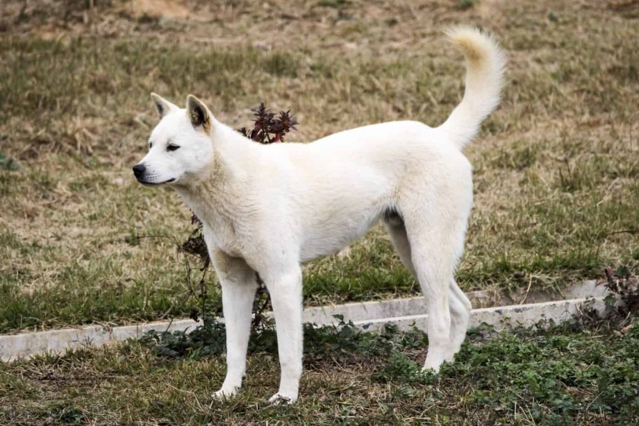 Jindo jgn40t3