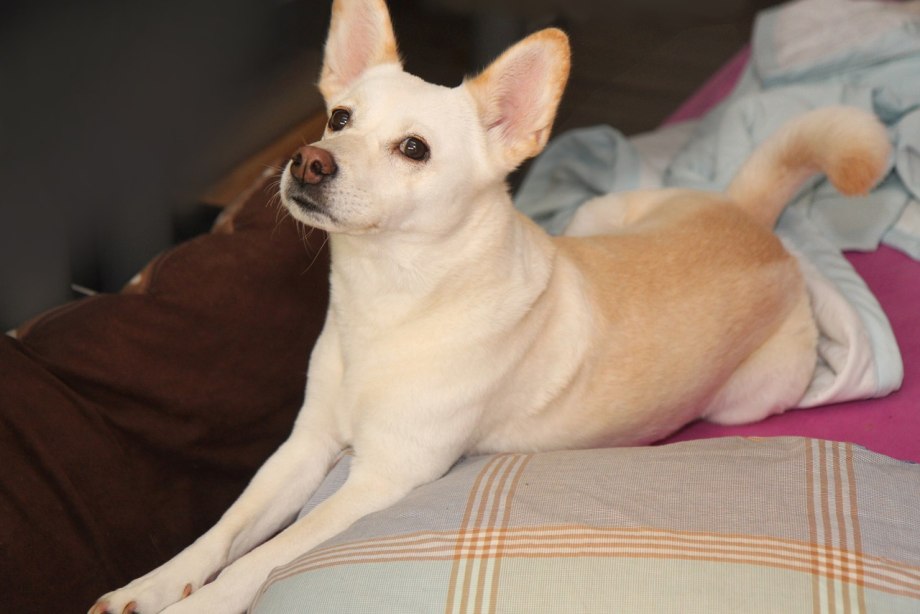 Jindo Dog