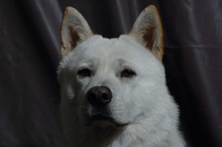 Корейский Чиндо (Джиндо)
