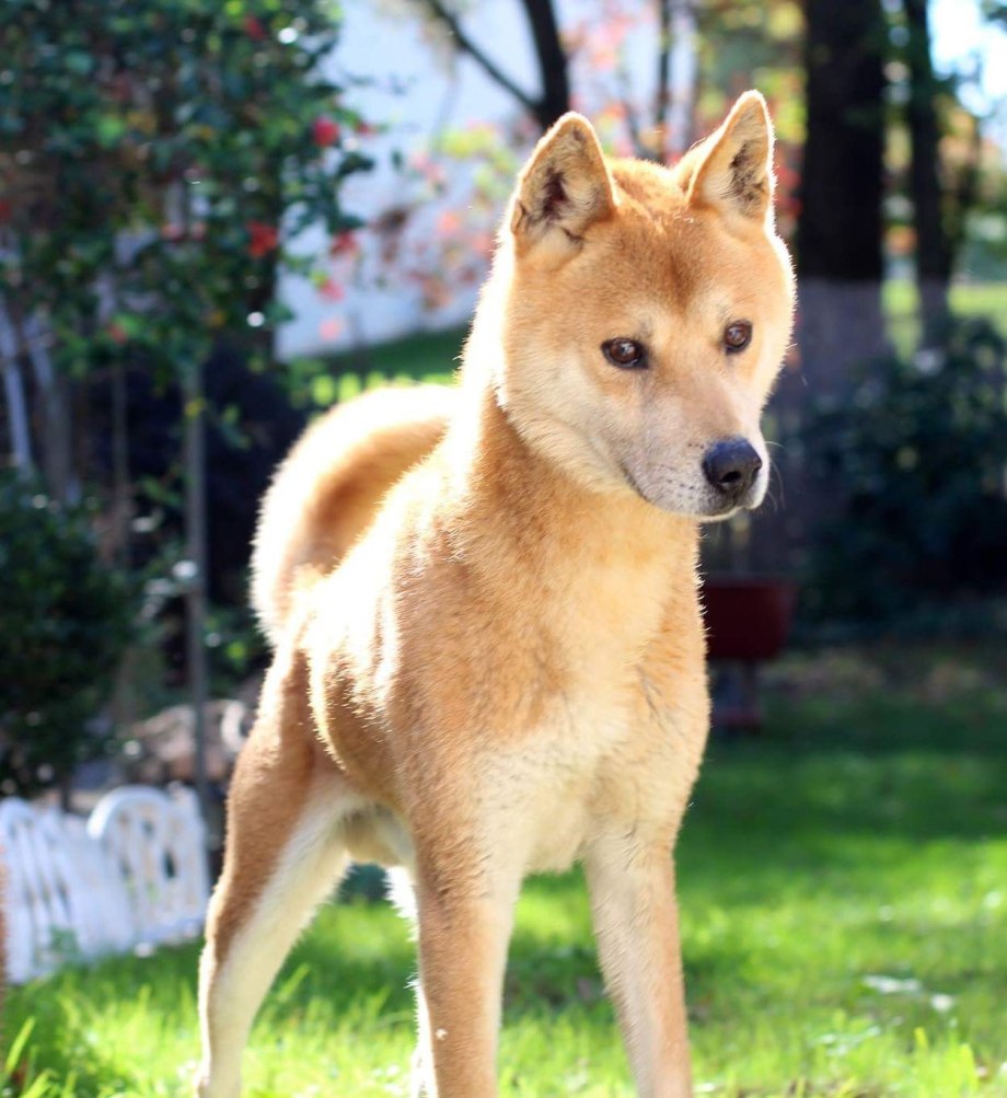 Korean Jindo