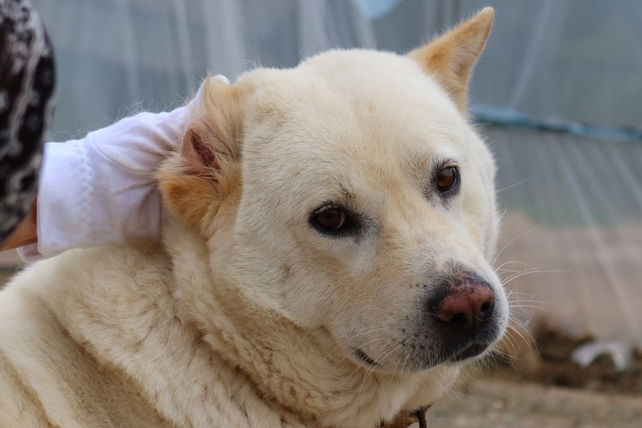 Hatsun Jindo