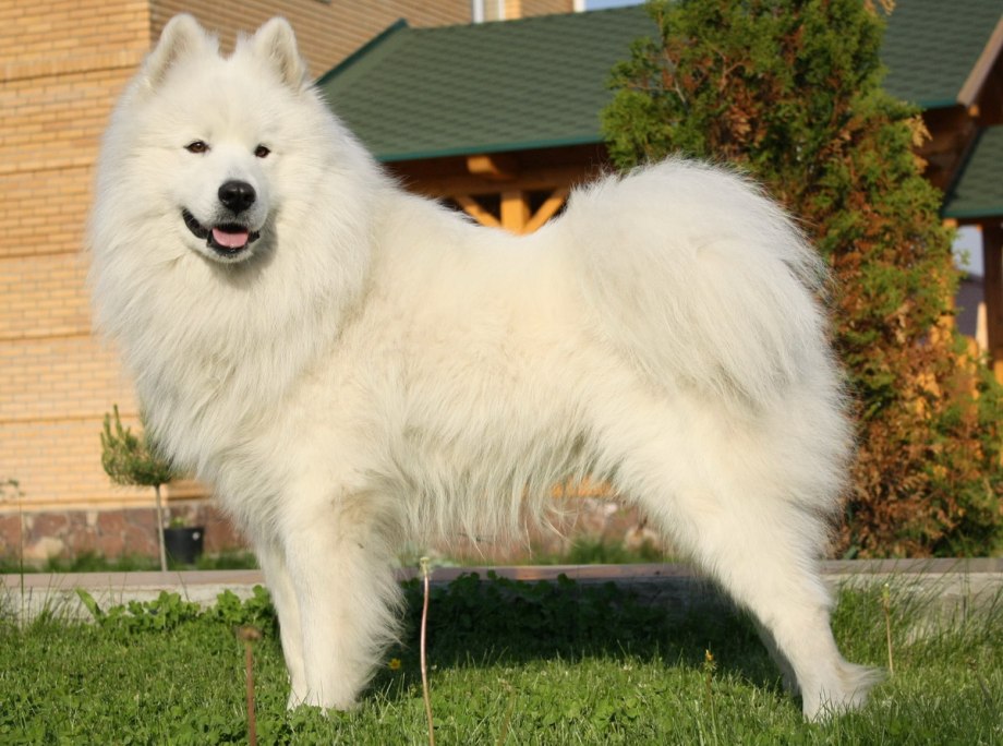 Американская эскимосская лайка