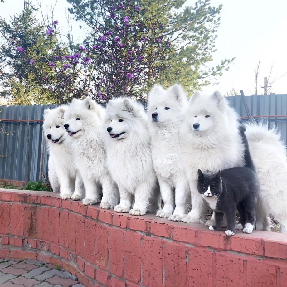 Лайка самоед
