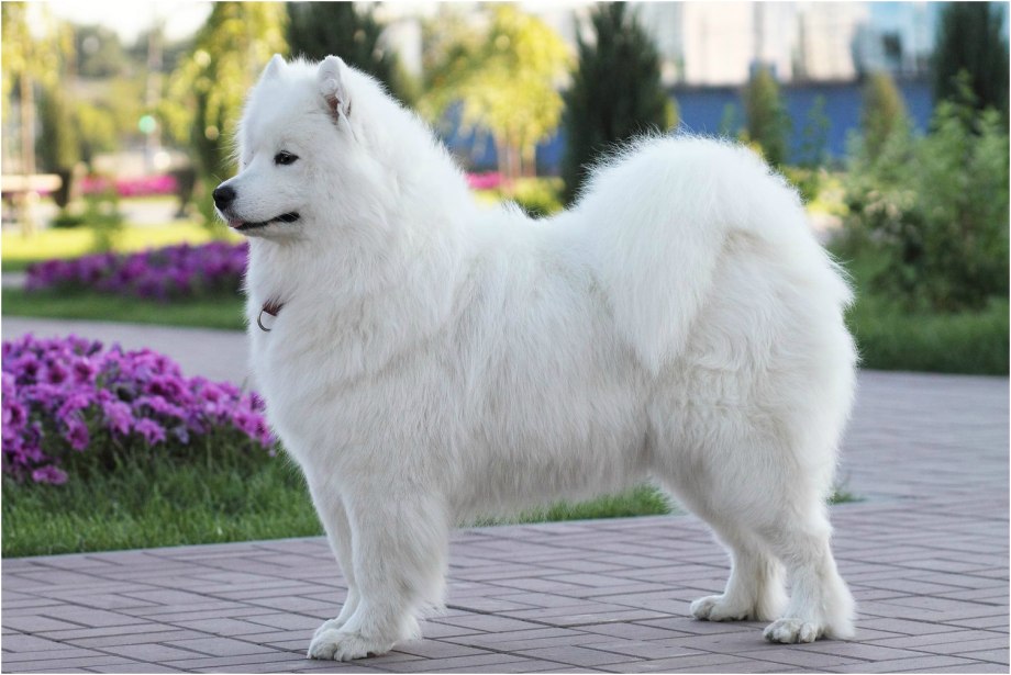 Китайский самоед