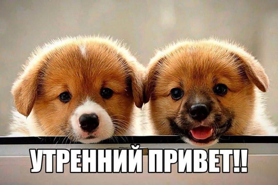 Самые красивые щенки