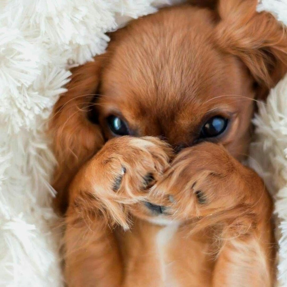 Милота собачки
