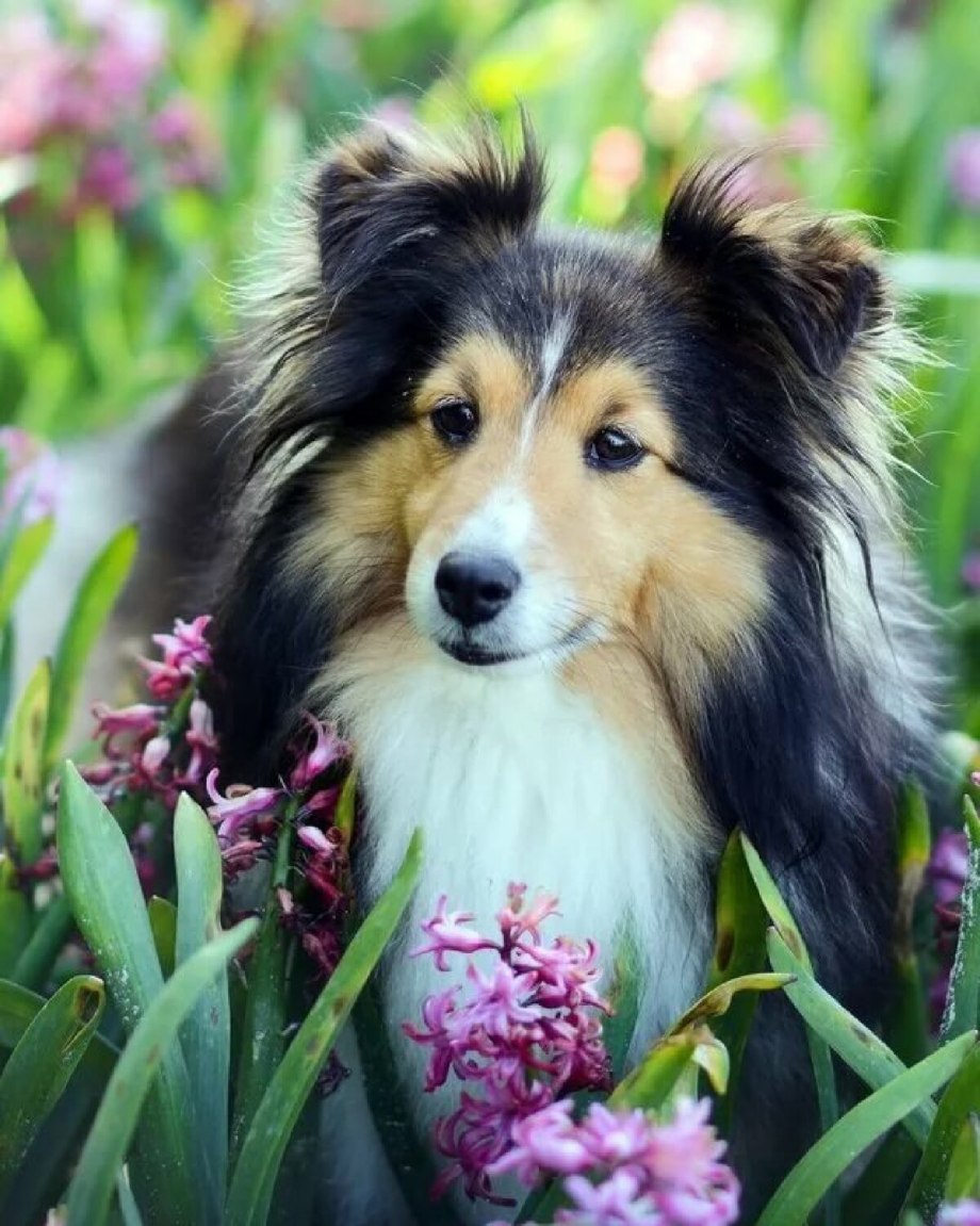 Колли собака