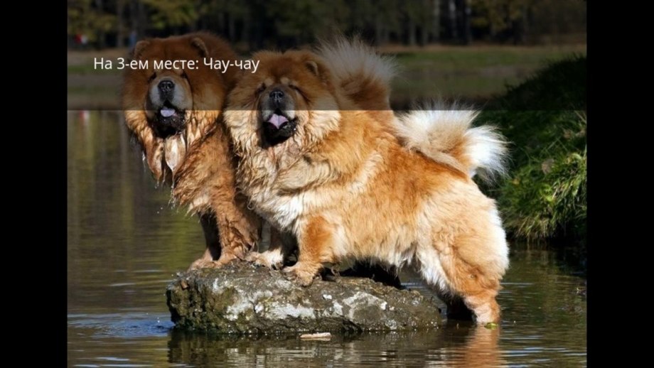 Чау чау и самоед