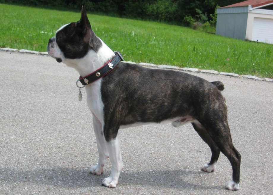 Side view of Boston Terrier