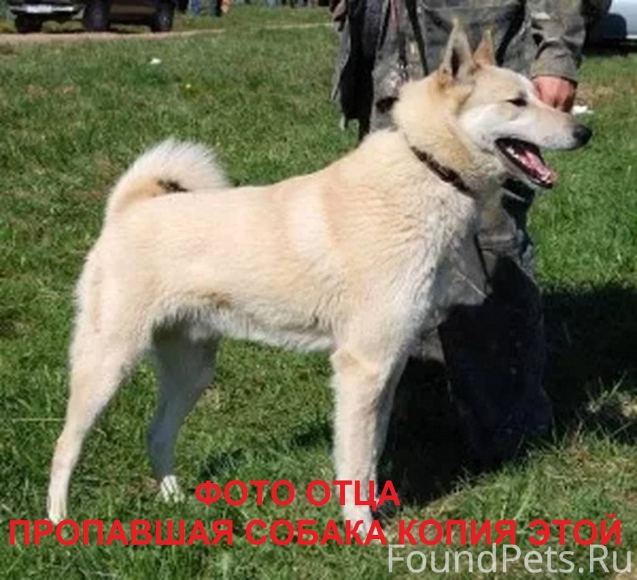 Палевая Западно Сибирская лайка