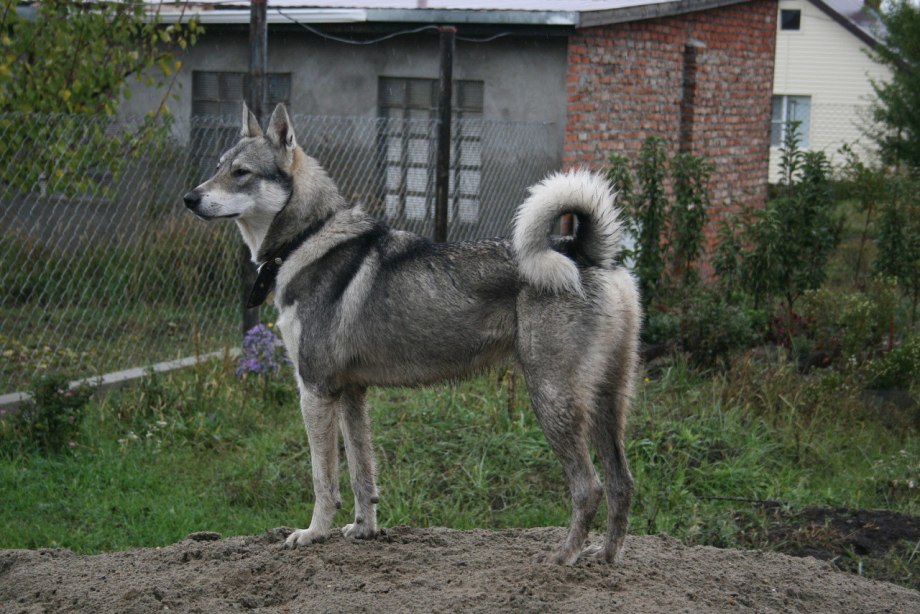 ЗСЛ И рел лайка