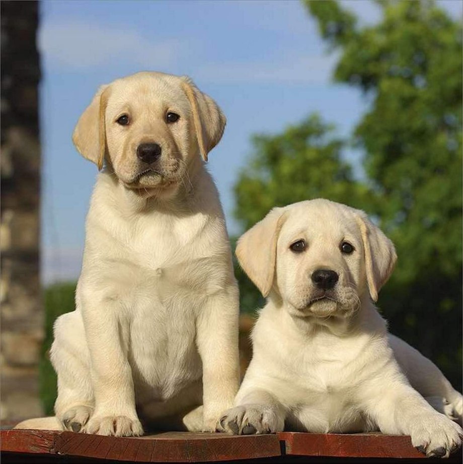 Корм для щенков Dog Chow ягненок 2.5 кг