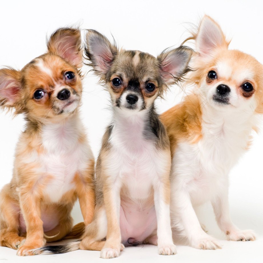 Tiny Chihuahua