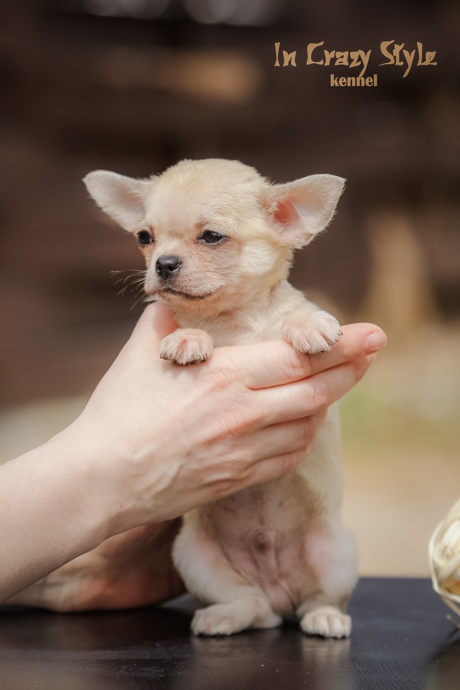 Щеночки милые чихуахуа 1 месяц